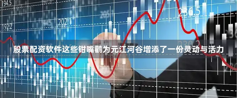 股票配资软件这些钳嘴鹳为元江河谷增添了一份灵动与活力